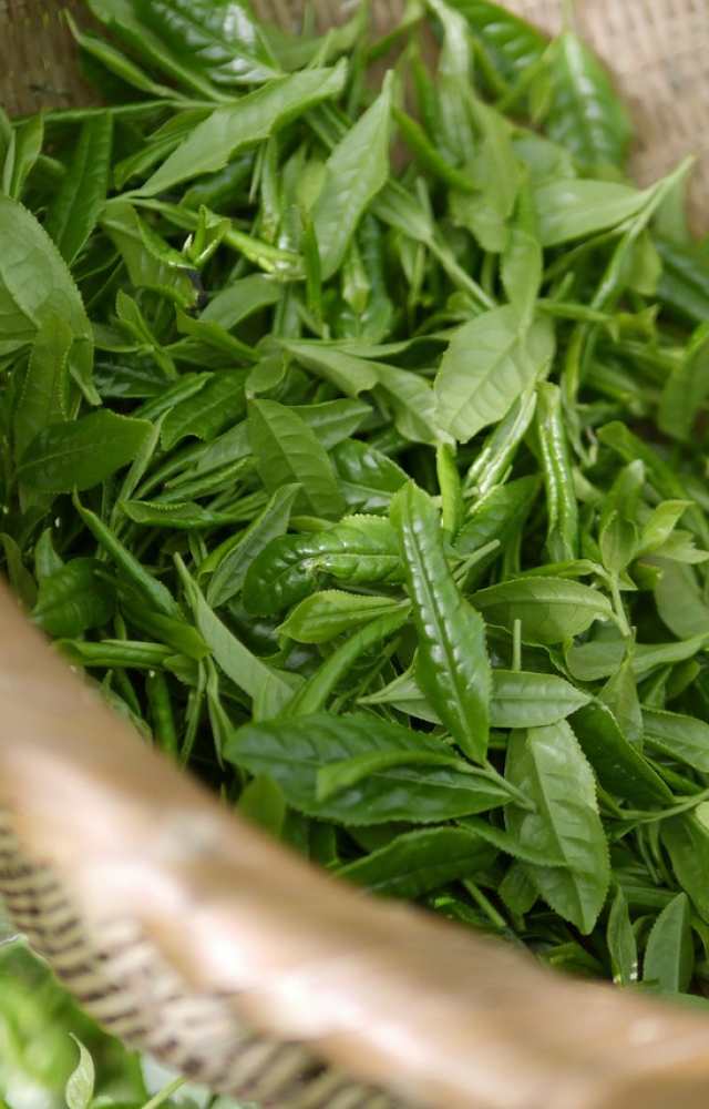 Organic Herbal Tea Collection